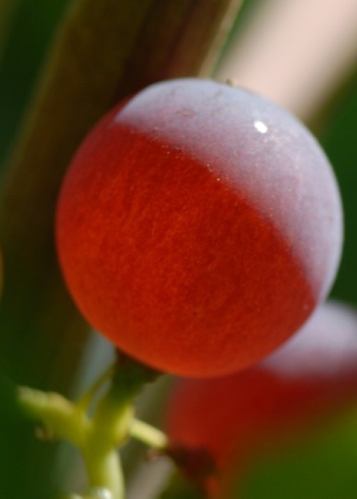 roter Gutedel ANT 0488